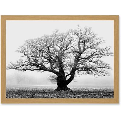 Artery8 - Old Oak Tree - Black - White - Framed Wall Art Artery8 - Old Oak Tree - Black - White - Framed Wall Art