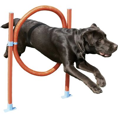 Rosewood Agility Hoop Jump - Hundetraining Rosewood Agility Hoop Jump - Hundetraining