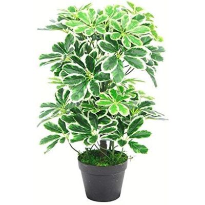 Genuine Leaf Design UK Variegated Artificial Schefflera Arboricola Plant - Artificial Plant Genuine Leaf Design UK Variegated Artificial Schefflera Arboricola Plant - Artificial Plant
