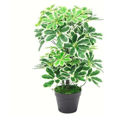 Leaf Design UK Artificial Schefflera Arboricola Plant - 55cm Green Leaf Design UK Artificial Schefflera Arboricola Plant - 55cm Green