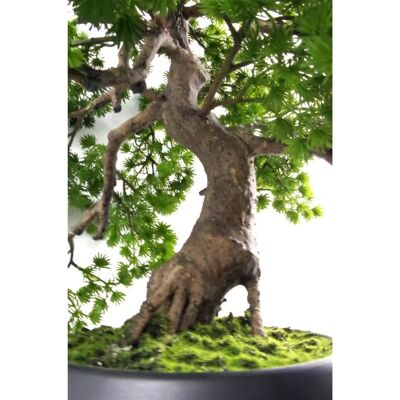 Leaf 50cm Lyxig Tall Bonsai Träd - Kunstigt Bonsai Träd Leaf 50cm Lyxig Tall Bonsai Träd - Kunstigt Bonsai Träd