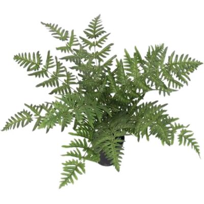 Leaf Design UK - Evergreen Fern Plant - 50cm Leaf Design UK - Evergreen Fern Plant - 50cm