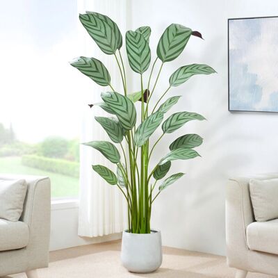MCC - Bird of Paradise Tree - 180CM - Planter - Plant MCC - Bird of Paradise Tree - 180CM - Planter - Plant
