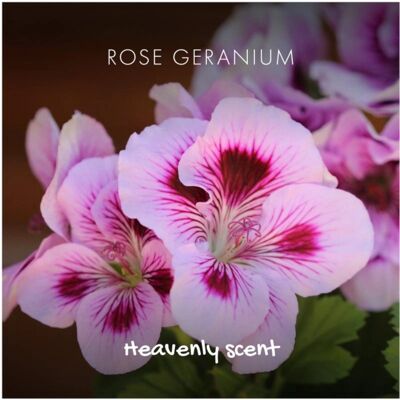 Savon Naturel à la Géranium Rose de Friendly Soap - 95g - Publicité Savon Naturel à la Géranium Rose de Friendly Soap - 95g - Publicité