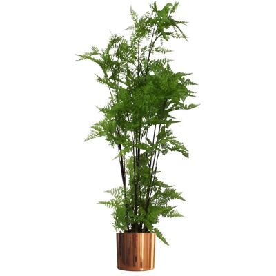 Leaf Fern Foliage Plant 150cm - copper metal planter Leaf Fern Foliage Plant 150cm - copper metal planter