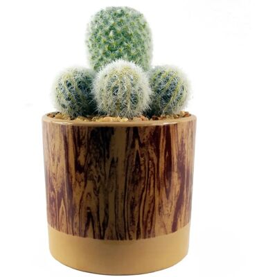Leaf 20cm Artificial Cactus Arrangement - Artificial Cactus in Ceramic Planter Leaf 20cm Artificial Cactus Arrangement - Artificial Cactus in Ceramic Planter