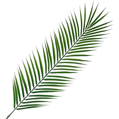Generic - PalmLeaf100cm - Green - Wired - ArtificialLeaf Generic - PalmLeaf100cm - Green - Wired - ArtificialLeaf