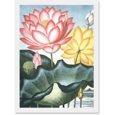 Artery8 - Flowers Lotus Sacred Egyptian Bean Artwork - A4 Artery8 - Flowers Lotus Sacred Egyptian Bean Artwork - A4