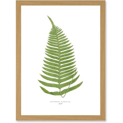 Artery8 Fern Polypodium Catharinae - A4 - Light Oak - Wall Art Print Artery8 Fern Polypodium Catharinae - A4 - Light Oak - Wall Art Print