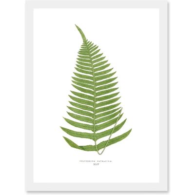 Artery8 Fern Polypodium Catharinae - A4 - Art Print Artery8 Fern Polypodium Catharinae - A4 - Art Print