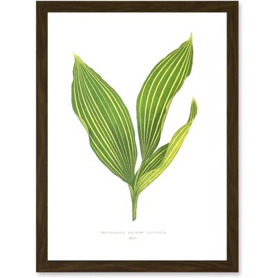 Artery8 - Convallaria Majalis Variegata - brown - A4 - wall art print Artery8 - Convallaria Majalis Variegata - brown - A4 - wall art print