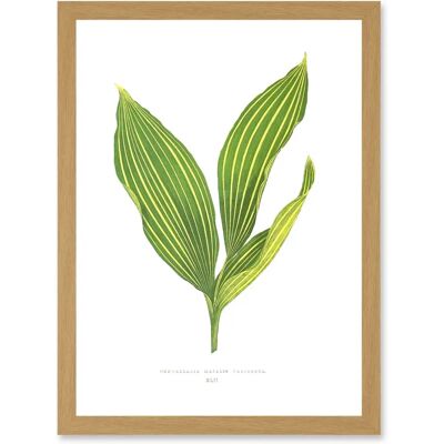 Artery8 - Leaf Convallaria Majalis Variegata Lilly of the Valley - A4 Artery8 - Leaf Convallaria Majalis Variegata Lilly of the Valley - A4