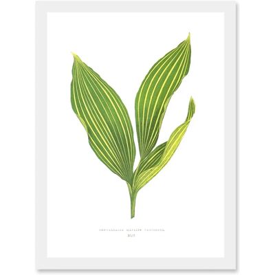 Artery8 - Leaf Convallaria Majalis Variegata - Framed Artery8 - Leaf Convallaria Majalis Variegata - Framed