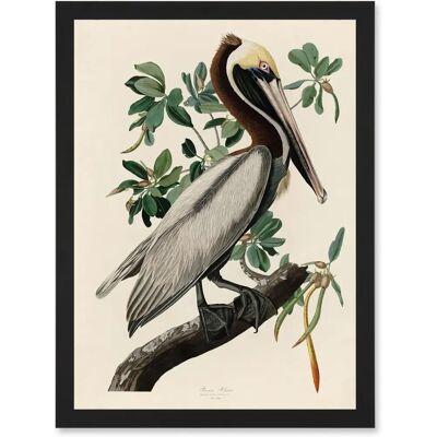 Artery8 - Audubon Brown Pelican - A4 - Framed - Wall art print Artery8 - Audubon Brown Pelican - A4 - Framed - Wall art print
