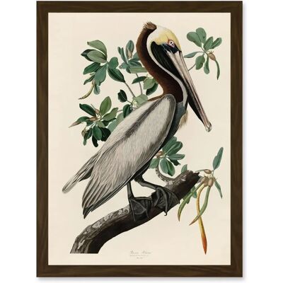 Artery8 - Audubon Brown Pelican - A4 - Wall Art Print Artery8 - Audubon Brown Pelican - A4 - Wall Art Print