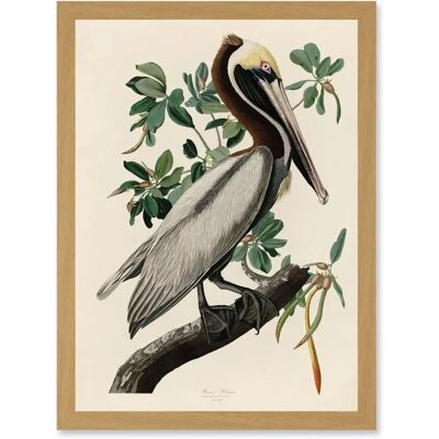 Artery8 - Audubon Birds America Brown Pelican - A4 - Light Oak - Framed Wall Art Artery8 - Audubon Birds America Brown Pelican - A4 - Light Oak - Framed Wall Art