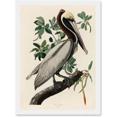 Artery8 Audubon Brown Pelican - A4 - White Frame - Wall Art Artery8 Audubon Brown Pelican - A4 - White Frame - Wall Art