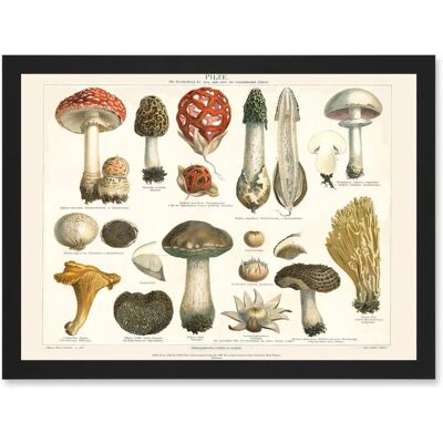 Artery8 - Meyers Fungus Mushrooms Toadstools Collection - Black Artery8 - Meyers Fungus Mushrooms Toadstools Collection - Black