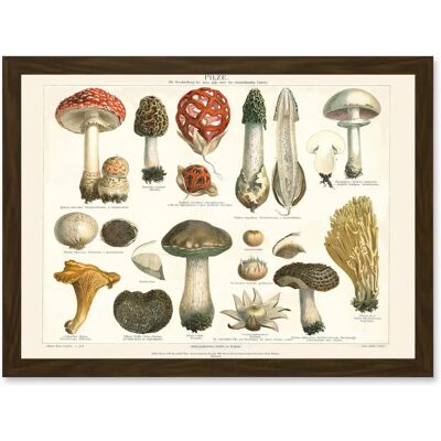 Artery8 Meyers Fungus Mushrooms Toadstools - Brown - A4 - Framed Wall Art Print Artery8 Meyers Fungus Mushrooms Toadstools - Brown - A4 - Framed Wall Art Print