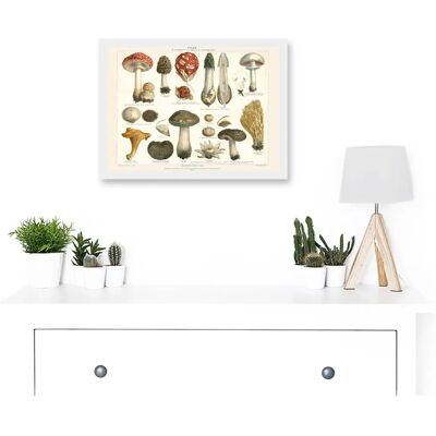 Artery8 Meyers Fungus Mushrooms Toadstools - Framed - A4 - Art Print Artery8 Meyers Fungus Mushrooms Toadstools - Framed - A4 - Art Print