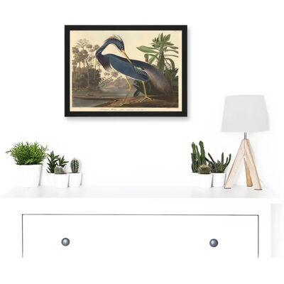 Artery8 - Audubon Louisiana Heron - Black Artery8 - Audubon Louisiana Heron - Black