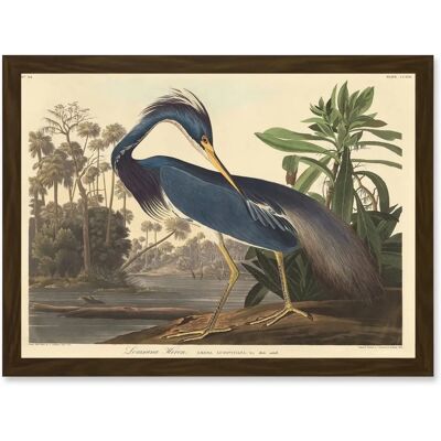 Artery8 - Bird Audubon Louisiana Heron - Brown - Wall art print Artery8 - Bird Audubon Louisiana Heron - Brown - Wall art print