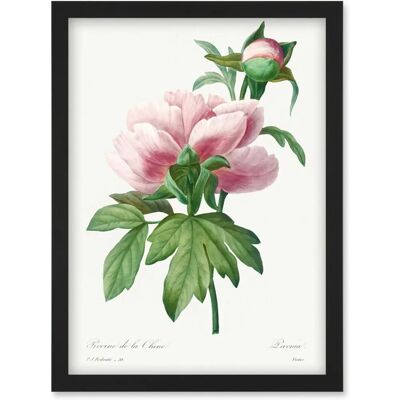 Artery8 - Vintage Pink Peony - Framed - Wall Art Print Artery8 - Vintage Pink Peony - Framed - Wall Art Print