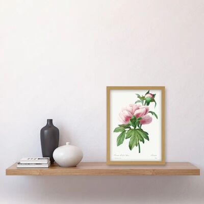 Artery8 - Vintage Pale Pink Peony Bloom - A4 - Light Oak Frame - Wall Art Print Artery8 - Vintage Pale Pink Peony Bloom - A4 - Light Oak Frame - Wall Art Print