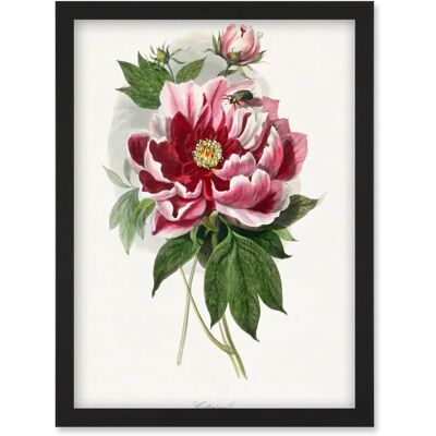 Artery8 - Peony Bloom Illustration - Vintage Pink Red Artery8 - Peony Bloom Illustration - Vintage Pink Red