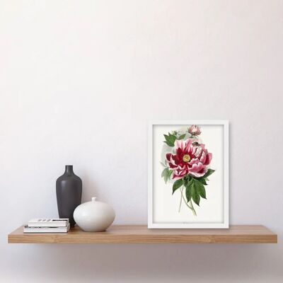Artery8 - Vintage Pink Peony Bloom - Pink - A4 - Wall Art Print Artery8 - Vintage Pink Peony Bloom - Pink - A4 - Wall Art Print