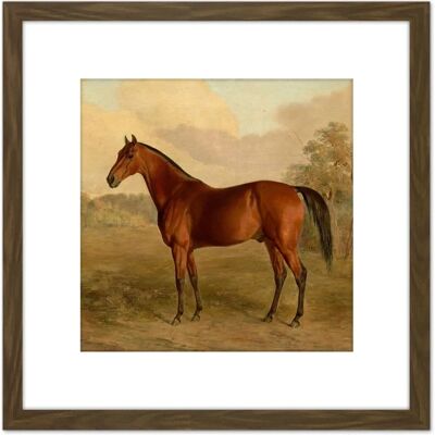 Artery8 - Troye Kentucky Woodpecker 1834 Brown Horse Painting - Brown - 8x8 Inch - Framed Wall Art Artery8 - Troye Kentucky Woodpecker 1834 Brown Horse Painting - Brown - 8x8 Inch - Framed Wall Art