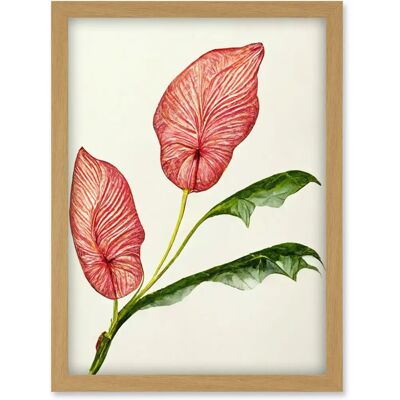 Artery8 Pink Laceleaf Anthurium - A4 - Wall Art Artery8 Pink Laceleaf Anthurium - A4 - Wall Art