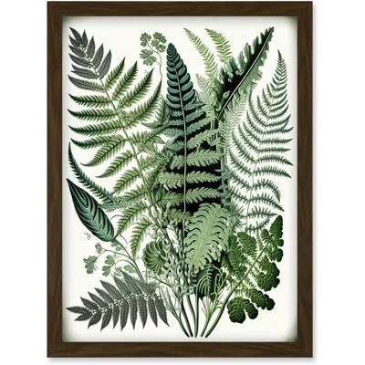 Artery8 - Haeckel Fern Fronds - Watercolour - Art Print Artery8 - Haeckel Fern Fronds - Watercolour - Art Print