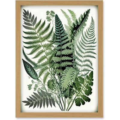 Artery8 - Haeckel Style Fern Fronds Watercolour - A4 - Wall Art Artery8 - Haeckel Style Fern Fronds Watercolour - A4 - Wall Art