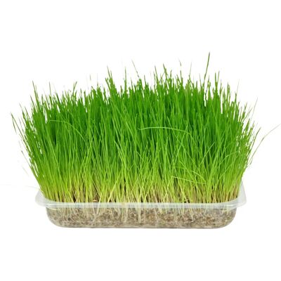 Herbe à Chat Flamingo - Purge naturelle pour chats Herbe à Chat Flamingo - Purge naturelle pour chats