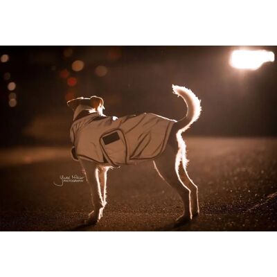 Kentucky Dogwear Reflektierender Wasserdichter Hundemantel XXL - Hundekleid Kentucky Dogwear Reflektierender Wasserdichter Hundemantel XXL - Hundekleid