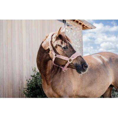Kentucky Horsewear Halter en nylon avec Teddyfleece Old Rose - Halfter - Publicité Kentucky Horsewear Halter en nylon avec Teddyfleece Old Rose - Halfter - Publicité