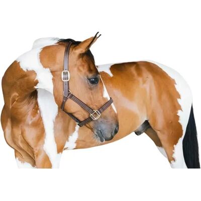 Kentucky Horsewear Wellington Halter en Cuir - Halter pour Chevaux - Publicité Kentucky Horsewear Wellington Halter en Cuir - Halter pour Chevaux - Publicité