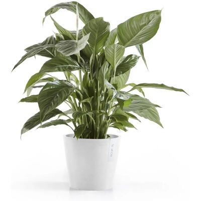 Ecopots Amsterdam 20 Weiß Kunststoff Pflanzkübel - Frostsicher & UV-beständig - 4L Ecopots Amsterdam 20 Weiß Kunststoff Pflanzkübel - Frostsicher & UV-beständig - 4L