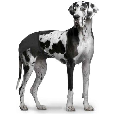DUVO+ Hundewindeln - XL Inkontinenz, Alte & Sterilisierte Hunde DUVO+ Hundewindeln - XL Inkontinenz, Alte & Sterilisierte Hunde