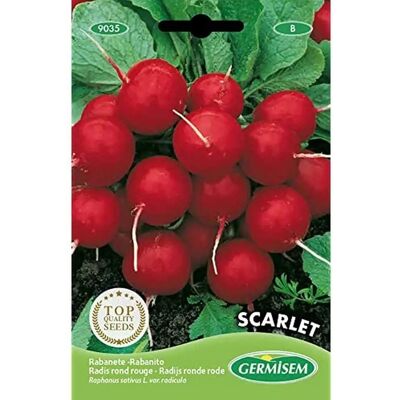 Semi GERMISEM Ravanello Scarlet - Tipo di seme Semi GERMISEM Ravanello Scarlet - Tipo di seme