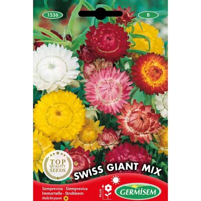 GERMISEM Sempreviva Mix Gigante Svizzero - Semi GERMISEM Sempreviva Mix Gigante Svizzero - Semi