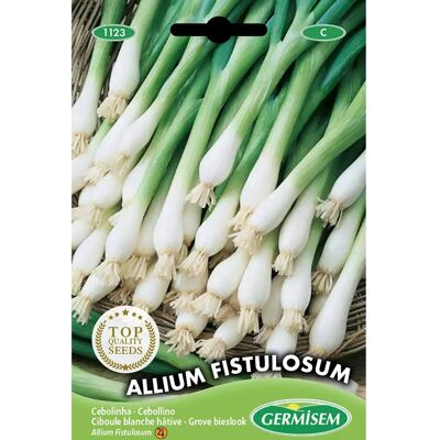 GERMISEM Allium Fistulosum - Semi di Erba Cipollina Bianca - Erbe aromatiche GERMISEM Allium Fistulosum - Semi di Erba Cipollina Bianca - Erbe aromatiche