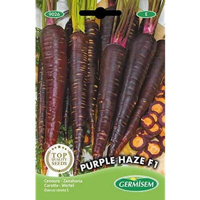 Semi di Carota GERMISEM Purple Haze F1 - Semi di Carota Semi di Carota GERMISEM Purple Haze F1 - Semi di Carota