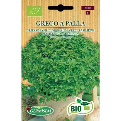 Semi di basilico biologici GERMISEM ECBIO1018 - Greco - Semi Semi di basilico biologici GERMISEM ECBIO1018 - Greco - Semi