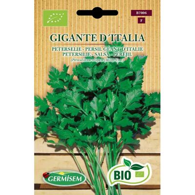 GERMISEM Modello - Semi di Prezzemolo Gigante D'Italia Biologici - Semi GERMISEM Modello - Semi di Prezzemolo Gigante D'Italia Biologici - Semi
