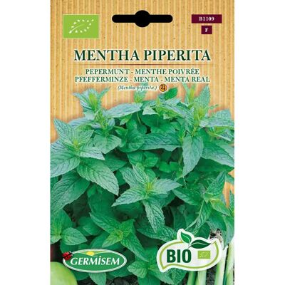 Semi di Mentha Piperita GERMISEM - Pianta aromatica per cucina e infusi Semi di Mentha Piperita GERMISEM - Pianta aromatica per cucina e infusi