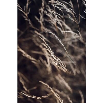 Malerfabrikken - Plakat Mellow grasses 7 - Brun - 30X40 Malerfabrikken - Plakat Mellow grasses 7 - Brun - 30X40