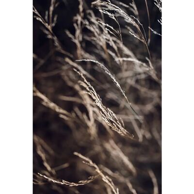 Malerifabrikken - Plakat Mellow grasses 7 - 70X100 - Brun Malerifabrikken - Plakat Mellow grasses 7 - 70X100 - Brun