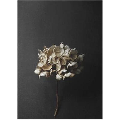 Paper Collective Hortensia Plakat - Still Life 04 Paper Collective Hortensia Plakat - Still Life 04